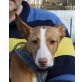 Saphira, Podenco Andaluz - Hündin