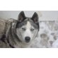 Saphira, Siberian Husky - Hündin