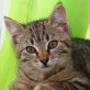 Saphira, mutterlose - Katze