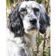 Saphire, Setter-Mix - Hündin