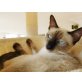 Sapphira, Siamesen - Katze