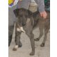 Sara 5, Dänsiche Dogge - Hündin