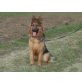 Sara, Altdeutsche Schäferhunde - Hündin