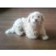 Sara, Bichon Freese - Hündin