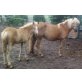 Sara, Haflinger - Stute