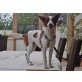 Sara, Jack Russel, Chihuahua - Hündin