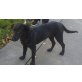 Sara, Labrador - Hündin