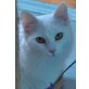Sara, Mischling - Katze