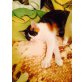 Sara, Mix - Kater