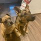 Sara, Schäferhundmix - Hündin