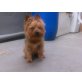 Sara, Yorkshire Terrier - Hündin