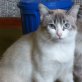 Sara, hübsche - Katze