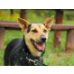 Sara, temperamentvoller Familienhund - Hündin
