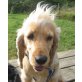Sarah 5, Spaniel-Mischling - Hündin