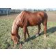 Sarah, Arabisches Vollblut, Araber - Stute