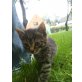 Sarah, Europäisch Kurzhaar & Hauskatze - Kater