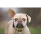 Sarah , Französische Bulldogge - Hündin
