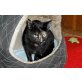 Sarah, Hauskatze - Katze
