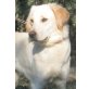 Sarah, Labrador-Retriever-Mix - Hündin