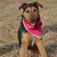 Sarah,freundlich,sanft,friedlichen Charakter, Welsh-Terrier-Mischlingshündin - Hündin