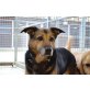 Sarah,  freundliche, Schäferhund-Mischling - Hündin