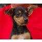 Sardana, Pinscher - Jack Russell Mix Welpen - Hündin