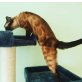 Sari, Bengalkatze - Katze