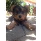 Sari, Yorkshire Terrier Welpen - Hündin