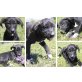 Sari, bezauberndes Hundemädchen sucht SIE! Welpen - Hündin