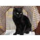 Saro, Europäische Kurzhaarkatze - Kater