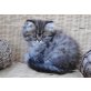 Sarotti of Jesscor Cats , Perser - Kater
