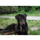 Sascha, Beauceron - Hündin