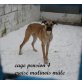 Sascha, Boxer-Malinois - Rüde