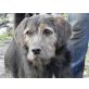 Sascha, Schnauzer-Mischling - Rüde