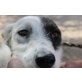 Sasha, Liebe, treue Hundedame! - Hündin