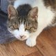 Sasha, Mischling - Katze