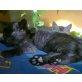 Sasha, Traumkätzchen  - Kater