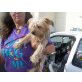 Sassa, Yorkshire Terrier - Hündin