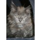 Sassnitz, Maine Coon - Kater