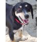 Sassy, Mischling - Hündin