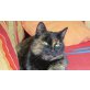 Satura, Schildpattkatze - Katze