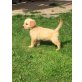 Saubere Golden Retriever Welpen jetzt verfügb, Golden Retriever - Rüde
