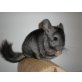 Sauron(Mann) u. Sarafina(Frau), Chinchilla