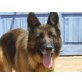 Savanna, Deutscher Schäferhund - Hündin