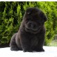 Savannah, Chow-Chow Welpen - Hündin