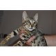 Savannah - Kater