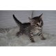 Savannah - Kater