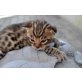 Savannah - Kater