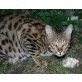 Savannah - Kater