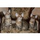 Savannah - Kater